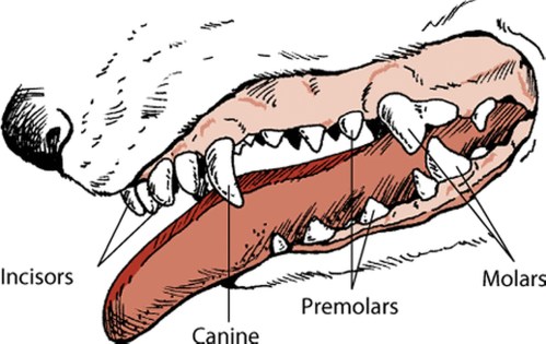 Adult dog teeth diagram