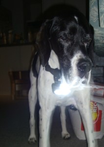 English Pointer with Puplight