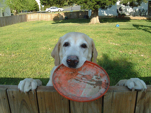 Dog with frisbee