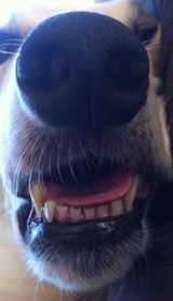 Greyhound front teeth by Elizabeth Anne Dodd