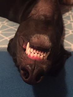 greyhound front teeth upside down by Gill Vernon