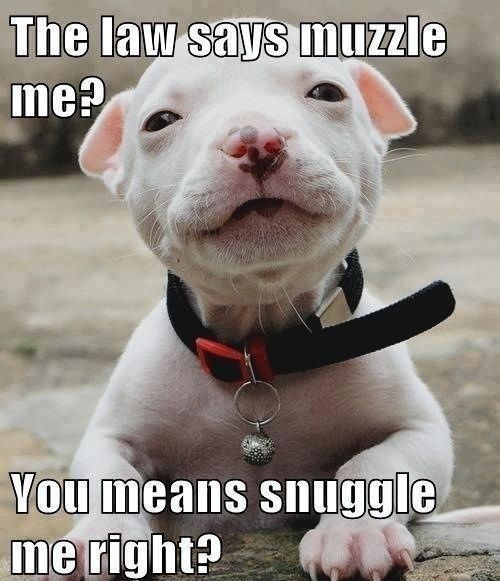 Muzzle vs Snuggle