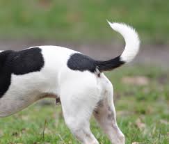 Dog tail