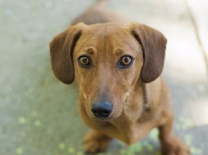 2-dogs-make-eye-contact