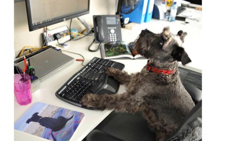Autodesk dog at work