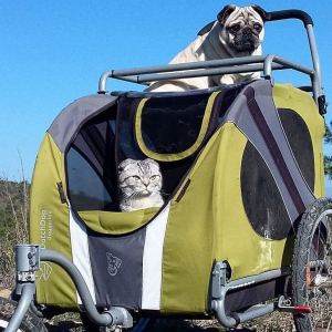 Bandito and Luigi in stroller