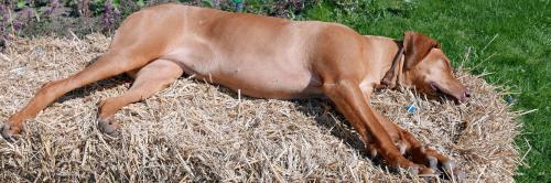 Dogs have more hereditary diseases than previously thought