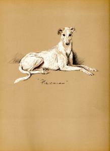 Flaxman the Greyhound