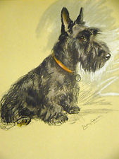 Scottish Terrier
