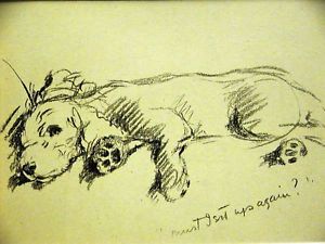 Sleepy cocker spaniel