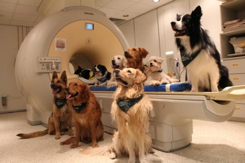 Dogs in MRI machine