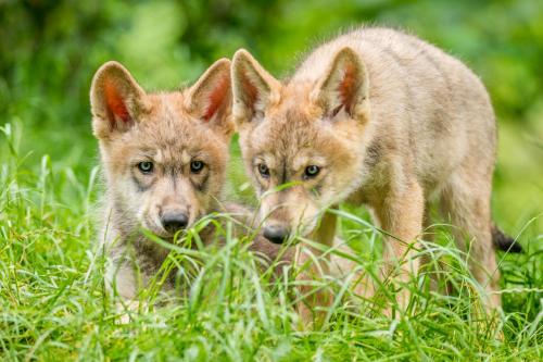 Wolf pups