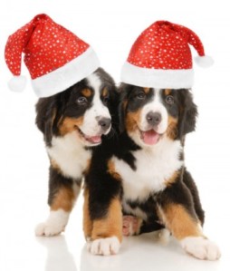 christmas_dog_highdefinition_picture_168935