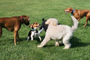 dog-play-group