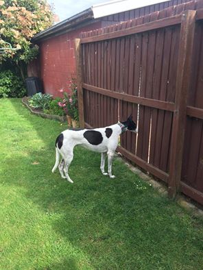 Izzy watching cat tv
