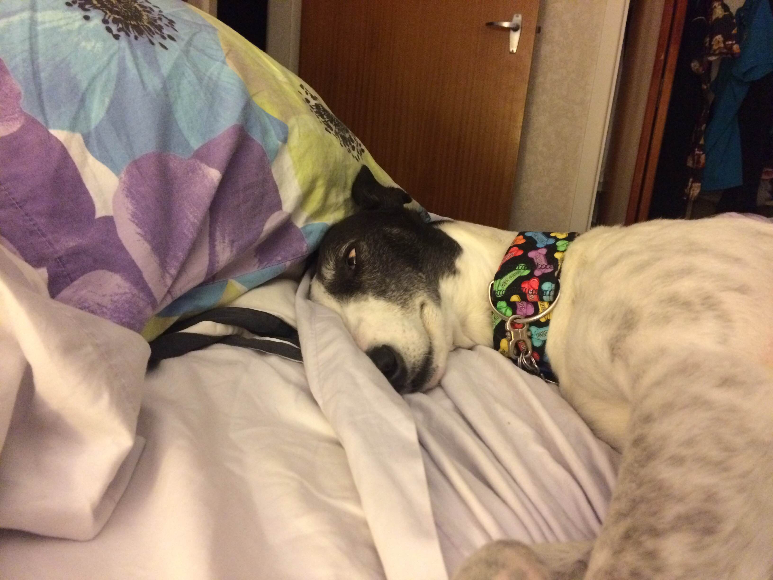 Izzy the greyhound asleep in bed