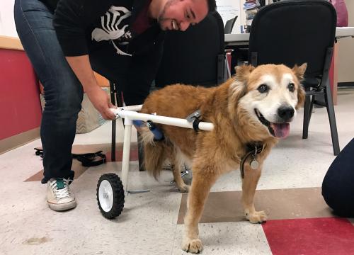 Kita dog in special wheelchair