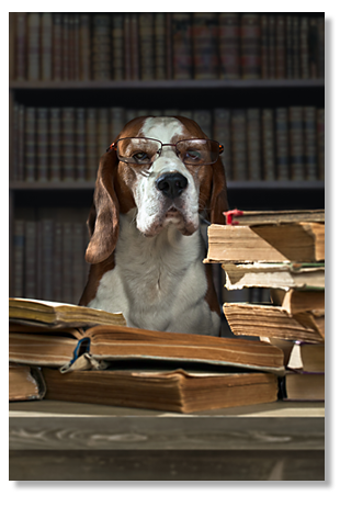 Boston Dog Lawyers picture