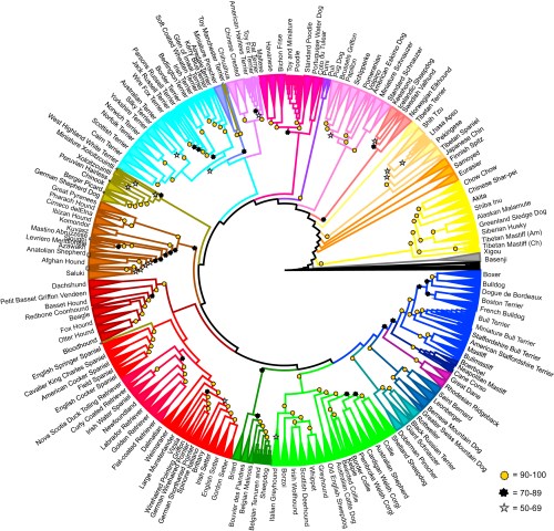 Cladogram of 161 Domestic Dog Breeds