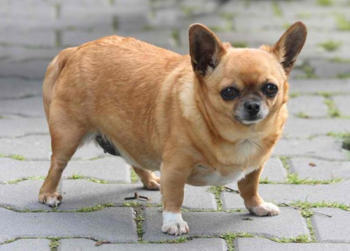 fat-chihuahua