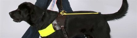 Guide dog