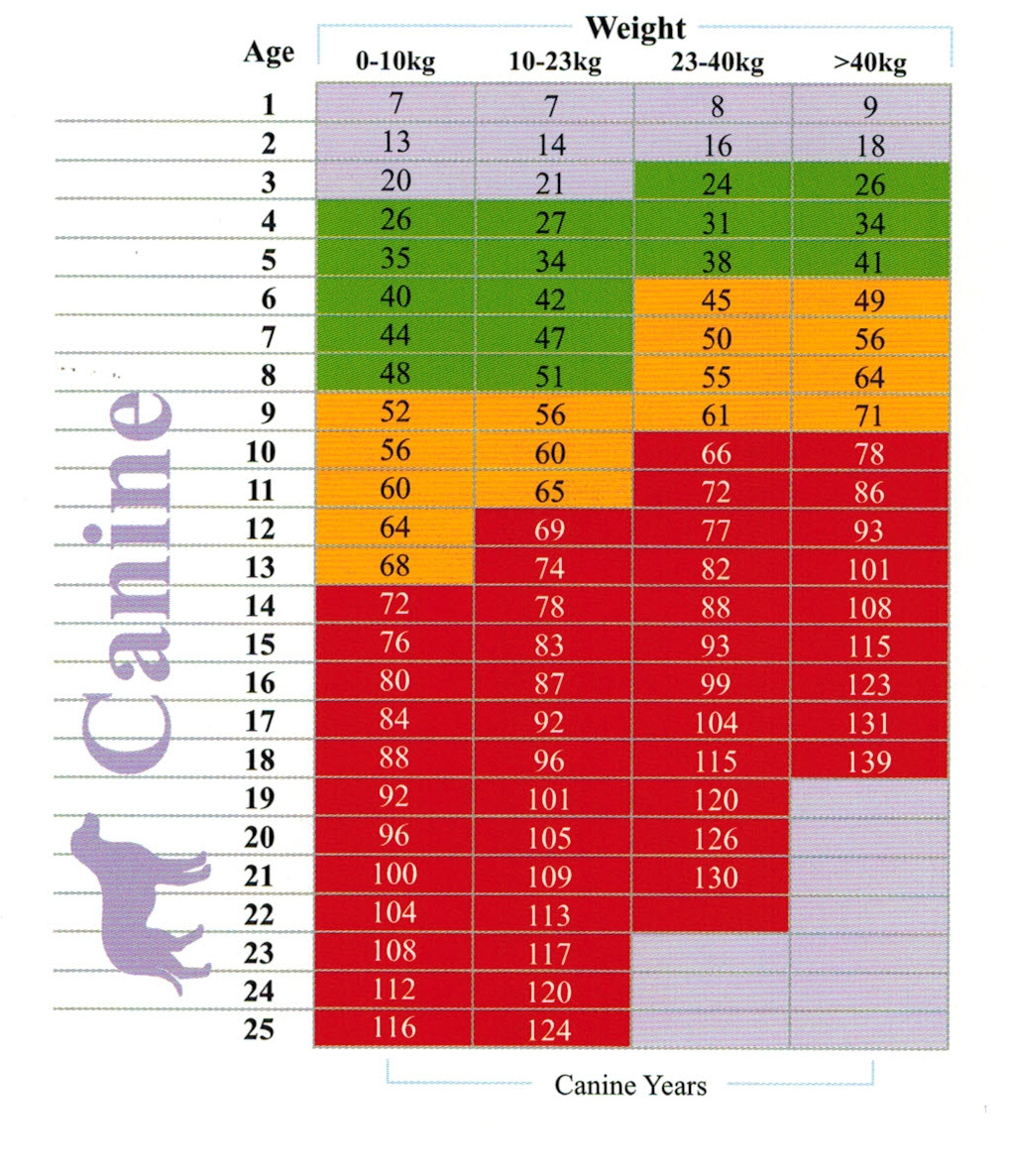 dog age chart