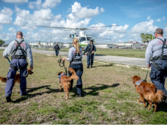 Helicopter Study dogs approaching_1