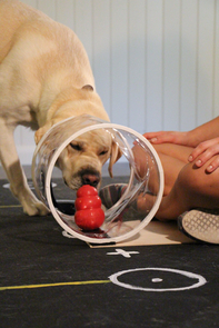 testing dogs with game based tests