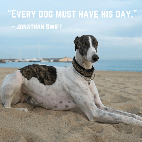 Every dog must have his day