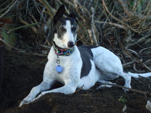 Izzy of The Balanced Dog