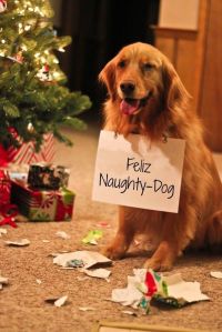 Feliz Naughty Dog