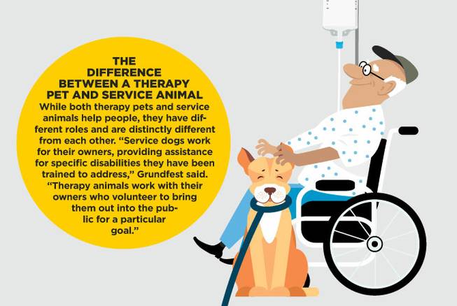 Therapy vs Service Dog