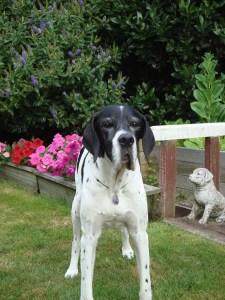 Daisy English Pointer