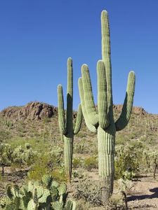 saguaro from Wikipedia