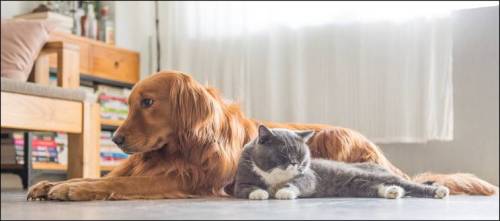 dog_and_cat_D558CAE2202DD