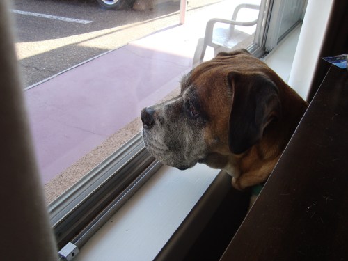 Chester looking out window