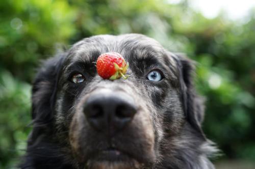 Dog with Strawberry photo