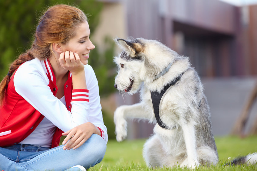 Dogs can understand
