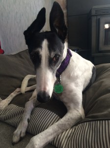Izzy the greyhound