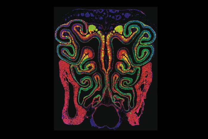 MouseOlfactoryEpithelium-700x467