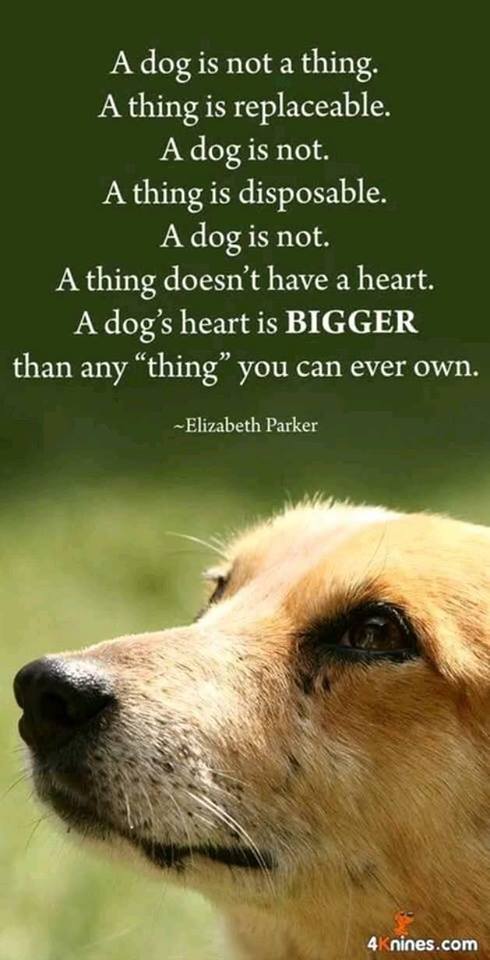 Elizabeth Parker quotation dogs are not a thing