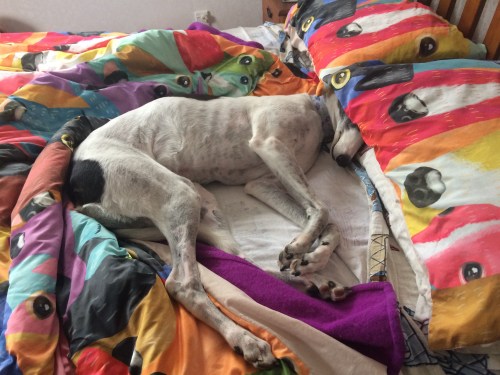 Izzy the greyhound in bed