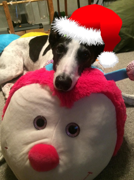 Izzy the Greyhound at Christmas