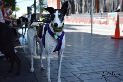 Izzy greyhound by R Sloan Photography