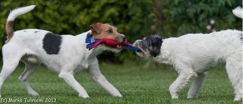 Dog tooth enamel study