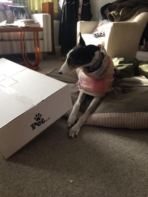 Izzy with pet food box