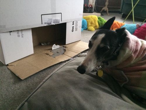 Izzy with her shredded box