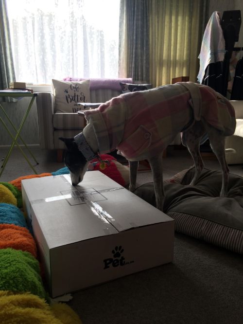 Izzy with pet food shipment