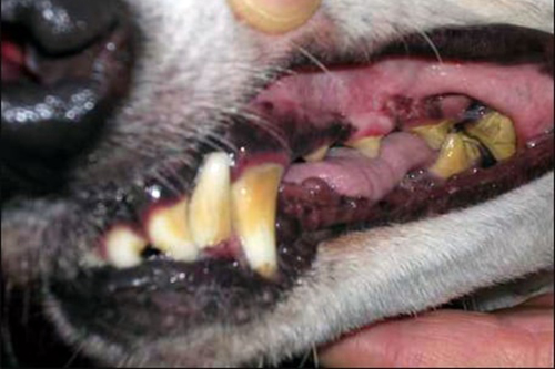 greyhound dental disease