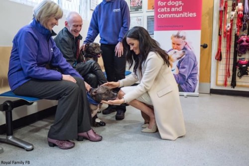 Duchess Meghan with dog